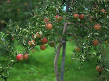 Yoichi, Hokkaido 'daki elma bahçesi.