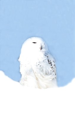 Hokkaido 'nun sevimli vahşi kuşları.