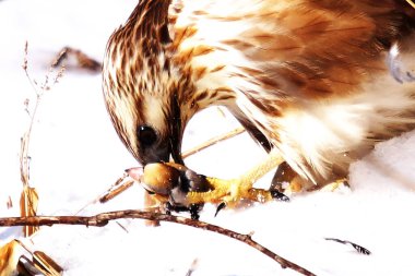 Hokkaido 'nun sevimli vahşi kuşları.