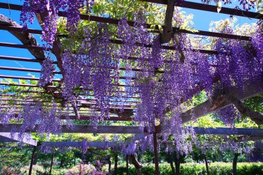 Maeda Orman Parkı 'nda Wisteria sarmaşığı çiçek açmış.