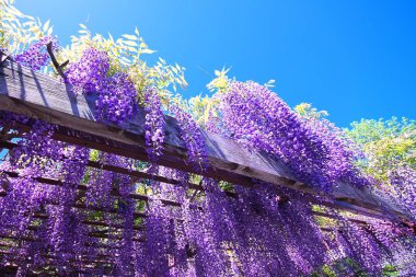 Maeda Orman Parkı 'nda Wisteria sarmaşığı çiçek açmış.