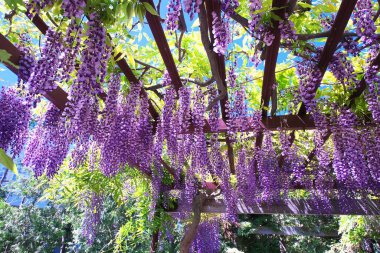 Maeda Orman Parkı 'nda Wisteria sarmaşığı çiçek açmış.