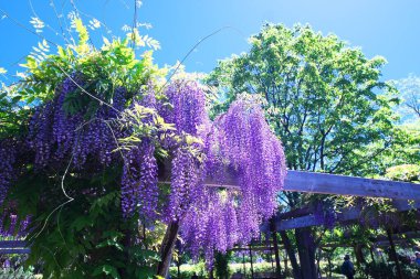 Maeda Orman Parkı 'nda Wisteria sarmaşığı çiçek açmış.