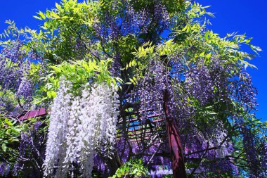 Maeda Orman Parkı 'nda Wisteria sarmaşığı çiçek açmış.