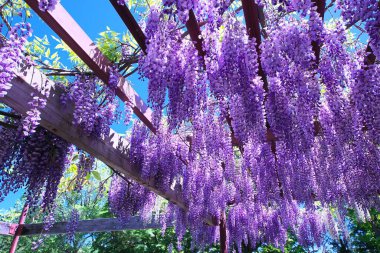 Maeda Orman Parkı 'nda Wisteria sarmaşığı çiçek açmış.