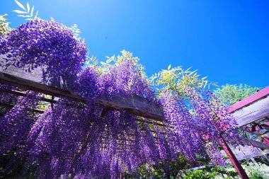Maeda Orman Parkı 'nda Wisteria sarmaşığı çiçek açmış.