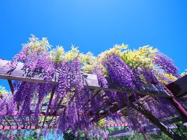 Maeda Orman Parkı 'nda Wisteria sarmaşığı çiçek açmış.