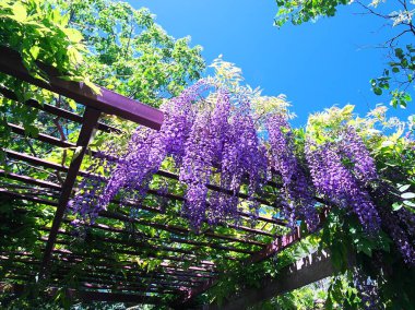 Maeda Orman Parkı 'nda Wisteria sarmaşığı çiçek açmış.