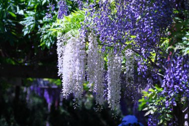 Maeda Orman Parkı 'nda Wisteria sarmaşığı çiçek açmış.