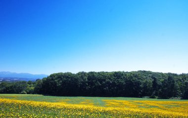 Biei 'deki güzel çiçek tarlaları