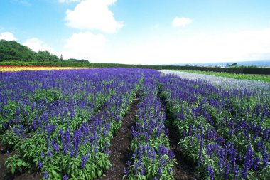 Biei 'deki güzel çiçek tarlaları