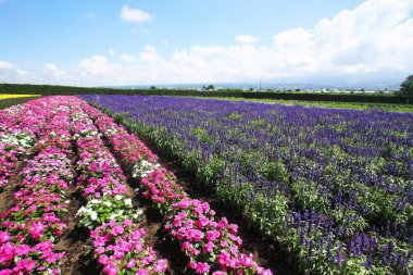 Biei 'deki güzel çiçek tarlaları