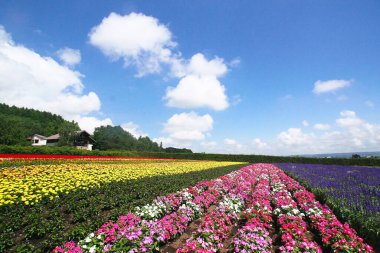 Biei 'deki güzel çiçek tarlaları