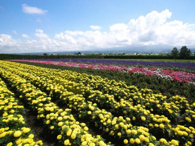 Biei 'deki güzel çiçek tarlaları