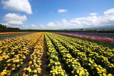 Biei 'deki güzel çiçek tarlaları