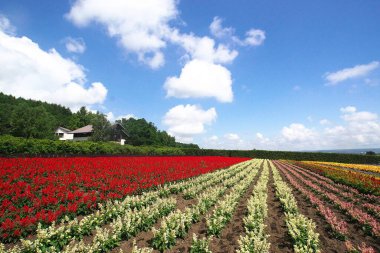 Biei 'deki güzel çiçek tarlaları