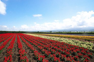 Biei 'deki güzel çiçek tarlaları