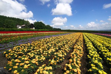 Biei 'deki güzel çiçek tarlaları
