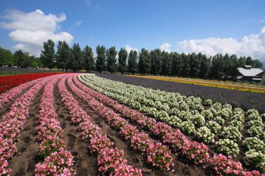 Biei 'deki güzel çiçek tarlaları