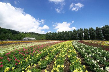 Biei 'deki güzel çiçek tarlaları