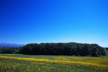 Biei 'deki güzel çiçek tarlaları