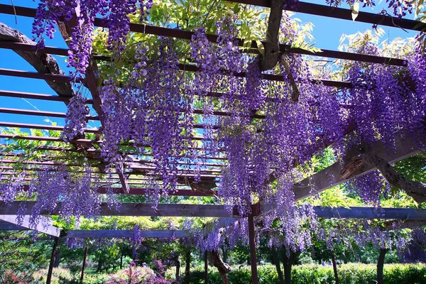 Maeda Orman Parkı 'nda Wisteria sarmaşığı çiçek açmış.