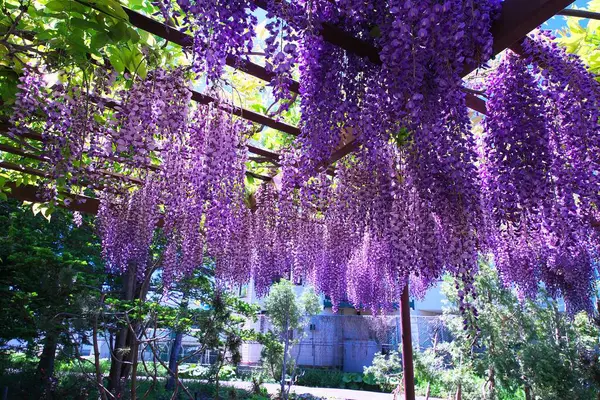 Maeda Orman Parkı 'nda Wisteria sarmaşığı çiçek açmış.