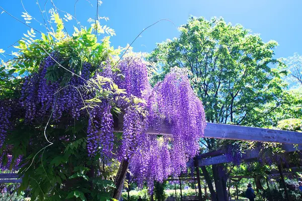 Maeda Orman Parkı 'nda Wisteria sarmaşığı çiçek açmış.