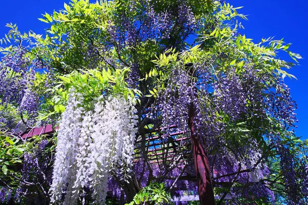 Maeda Orman Parkı 'nda Wisteria sarmaşığı çiçek açmış.