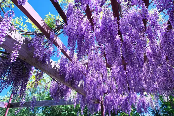 Maeda Orman Parkı 'nda Wisteria sarmaşığı çiçek açmış.