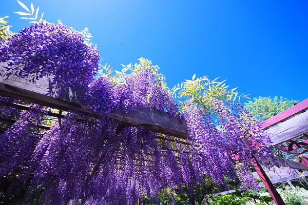 Maeda Orman Parkı 'nda Wisteria sarmaşığı çiçek açmış.