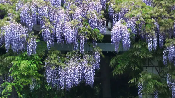 Maeda Orman Parkı 'nda Wisteria sarmaşığı çiçek açmış.