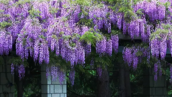 Maeda Orman Parkı 'nda Wisteria sarmaşığı çiçek açmış.