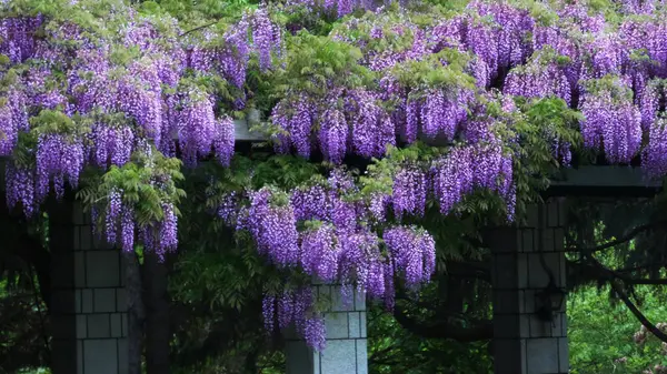 Maeda Orman Parkı 'nda Wisteria sarmaşığı çiçek açmış.