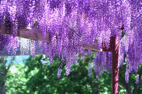 Maeda Orman Parkı 'nda Wisteria sarmaşığı çiçek açmış.