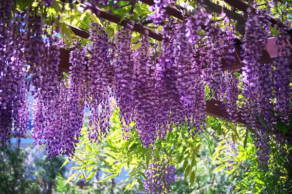 Maeda Orman Parkı 'nda Wisteria sarmaşığı çiçek açmış.