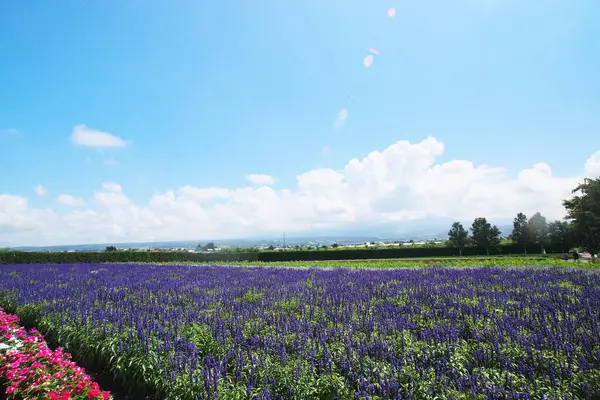 Biei 'deki güzel çiçek tarlaları