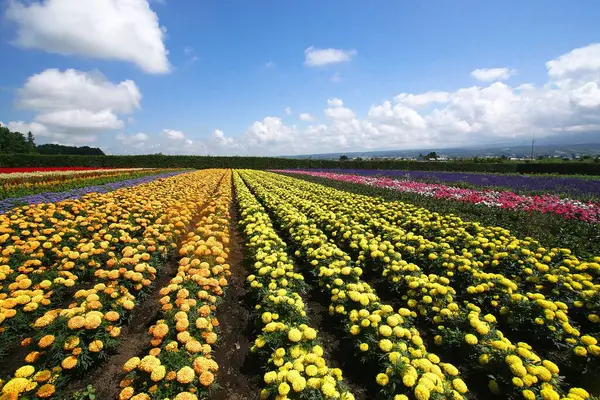 Biei 'deki güzel çiçek tarlaları