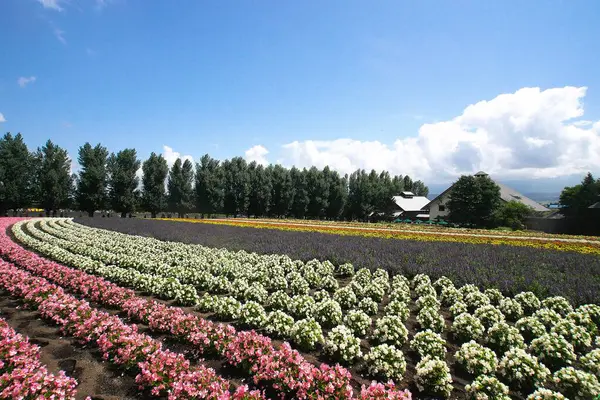 Biei 'deki güzel çiçek tarlaları