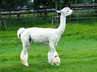 Alpakalar Eniwa Ecorin Köyü 'nde popülerdir.