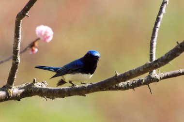 Nopporo Ormanı 'nın Vahşi Kuşu Park Mavi-Beyaz Sinek Yakalayıcısı