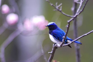 Nopporo Ormanı 'nın Vahşi Kuşu Park Mavi-Beyaz Sinek Yakalayıcısı