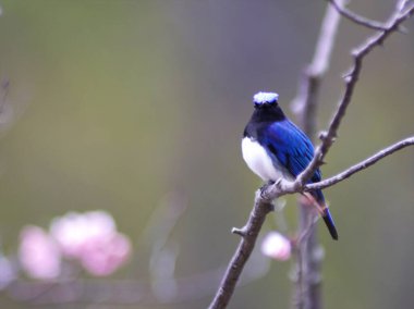 Nopporo Ormanı 'nın Vahşi Kuşu Park Mavi-Beyaz Sinek Yakalayıcısı