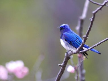 Nopporo Ormanı 'nın Vahşi Kuşu Park Mavi-Beyaz Sinek Yakalayıcısı