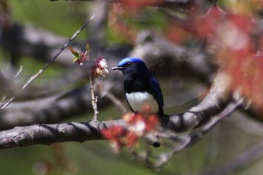 Nopporo Ormanı 'nın Vahşi Kuşu Park Mavi-Beyaz Sinek Yakalayıcısı