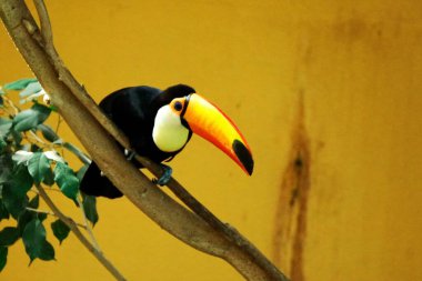Maruyama Hayvanat Bahçesi 'nin popüler Toucan' ı.
