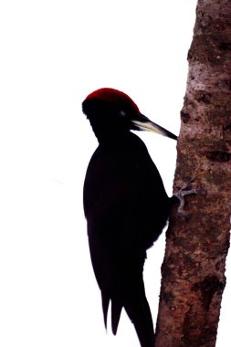 Kara ağaçkakan, Nopporo Ormanı Parkı 'nda vahşi bir kuş.