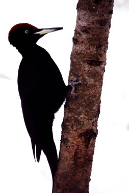 Kara ağaçkakan, Nopporo Ormanı Parkı 'nda vahşi bir kuş.