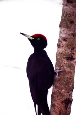 Kara ağaçkakan, Nopporo Ormanı Parkı 'nda vahşi bir kuş.