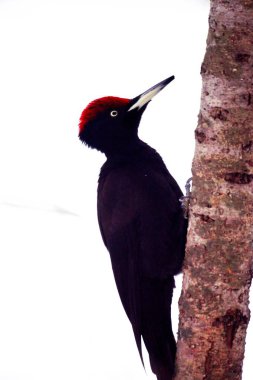 Kara ağaçkakan, Nopporo Ormanı Parkı 'nda vahşi bir kuş.